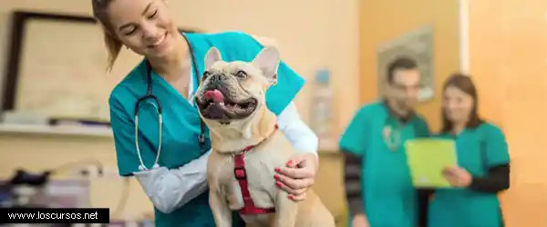 Cursos de asistente de clínica veterinaria